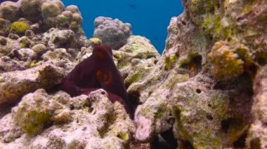 Ahtapot. Maldivler takımadalarının resiflerine heyecanlı dalış. 