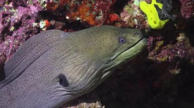 Moray yılan balığı. Maldivler takımadalarının resiflerine gece dalışı.