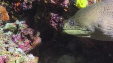 Moray yılan balığı. Maldivler takımadalarının resiflerine gece dalışı.