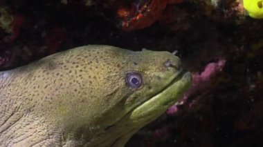 Moray yılan balığı. Maldivler takımadalarının resiflerine gece dalışı.