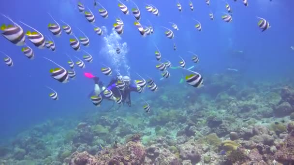 Pescado Bandera Emocionante Buceo Los Arrecifes Del Archipiélago Las Maldivas — Vídeo de stock
