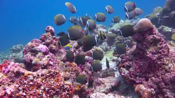 Una Bandada Peces Mariposa Paquistaníes Emocionante Buceo Los Arrecifes Del — Vídeos de Stock