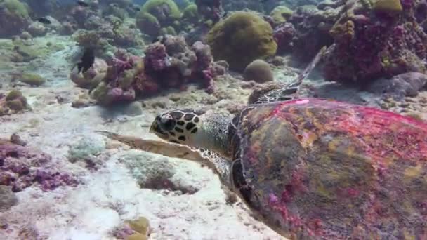 Tartaruga Marinha Mergulho Emocionante Nos Recifes Arquipélago Das Maldivas — Vídeo de Stock