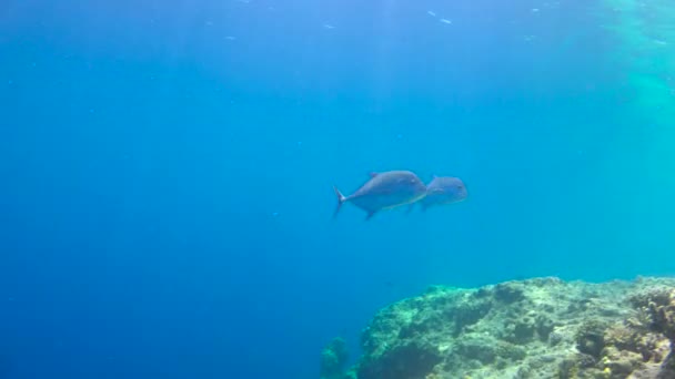 Jack Fish Exciting Diving Reefs Maldives Archipelago — Stock Video