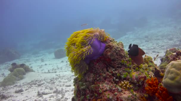 Symbiosis Clownfish Anemones Plongée Passionnante Sur Les Récifs Archipel Des — Video