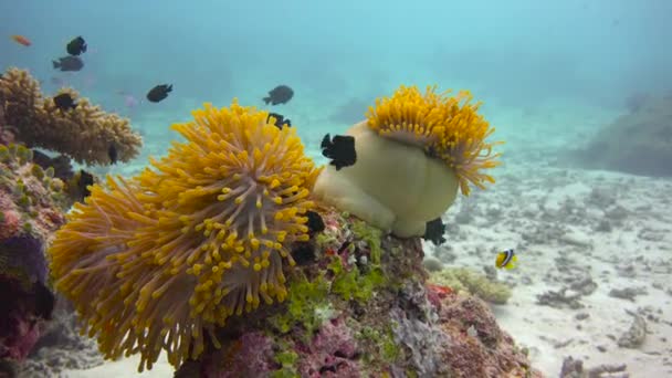 Simbiosis Del Pez Payaso Las Anémonas Emocionante Buceo Los Arrecifes — Vídeo de stock