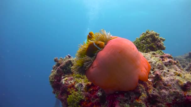 Symbiosen Mellan Clownfisk Och Anemoner Spännande Dykning Maldivernas Skärgårds Rev — Stockvideo