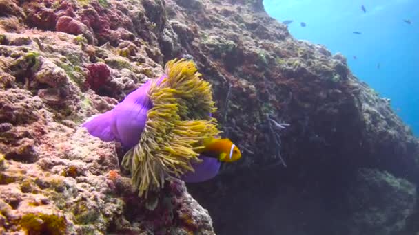 Symbiosen Klovnefisk Anemoner Spændende Dykning Revene Maldiverne Øgruppen – Stock-video