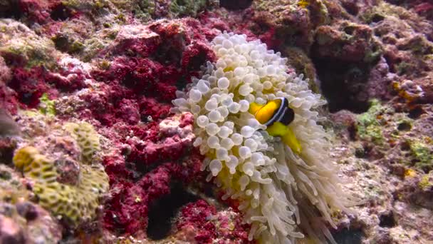 Symbioza Clownfish Ukwiałów Ekscytujące Nurkowanie Rafach Archipelagu Malediwów — Wideo stockowe