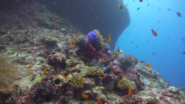 Simbiosis Del Pez Payaso Las Anémonas Emocionante Buceo Los Arrecifes — Vídeos de Stock