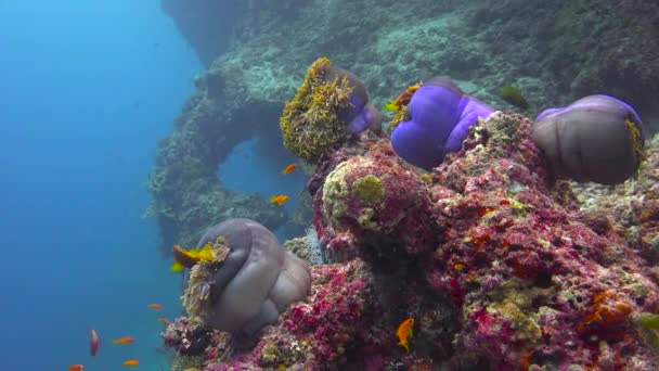 Симбиоз Рыбы Клоуна Анемонов Захватывающее Дайвинг Рифах Мальдивского Архипелага — стоковое видео