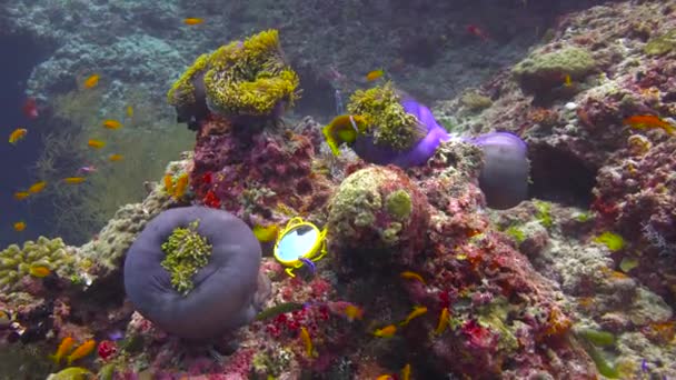 Symbiosen Klovnefisk Anemoner Spændende Dykning Revene Maldiverne Øgruppen – Stock-video