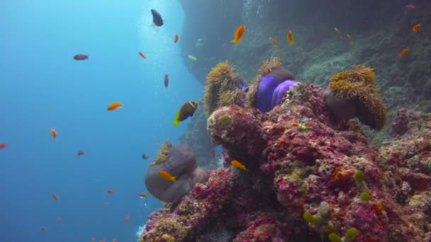 Simbiosi Pesci Pagliaccio Anemoni Immersioni Emozionanti Sulle Scogliere Dell Arcipelago — Video Stock