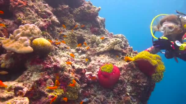 Symbioza Clownfish Ukwiałów Ekscytujące Nurkowanie Rafach Archipelagu Malediwów — Wideo stockowe