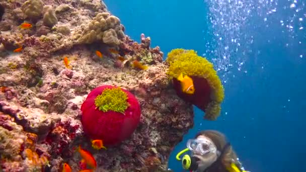 Simbiosis Del Pez Payaso Las Anémonas Emocionante Buceo Los Arrecifes — Vídeos de Stock