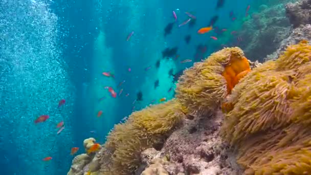 Симбіоз Клоунів Анемонів Захоплююче Пірнання Рифах Мальдівського Архіпелагу — стокове відео