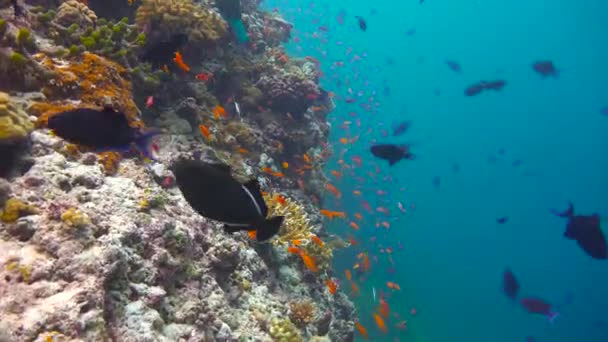 Emocionante Buceo Los Arrecifes Del Archipiélago Las Maldivas — Vídeos de Stock