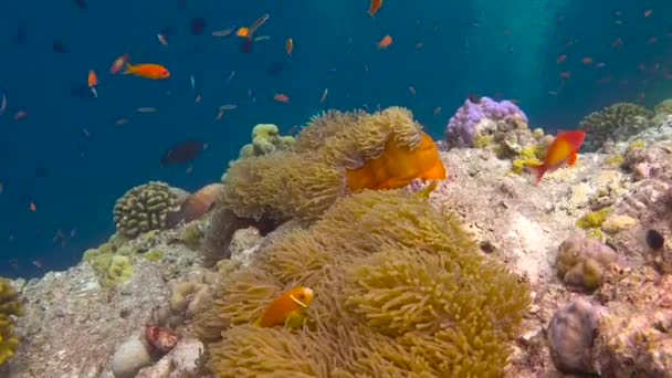 Symbióza Klaunů Sasanek Vzrušující Potápění Útesech Souostroví Malediv — Stock video