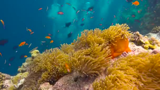 Symbiosis Clownfish Anemones Plongée Passionnante Sur Les Récifs Archipel Des — Video