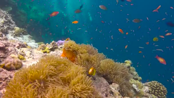 Simbiosi Pesci Pagliaccio Anemoni Immersioni Emozionanti Sulle Scogliere Dell Arcipelago — Video Stock