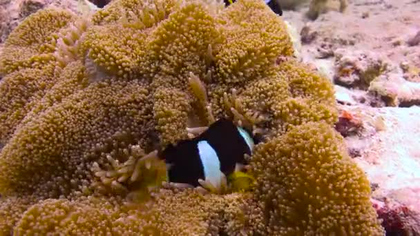 Simbiosis Del Pez Payaso Las Anémonas Emocionante Buceo Los Arrecifes — Vídeo de stock