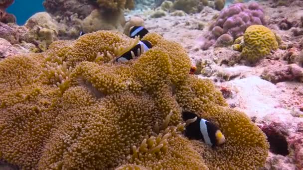Symbiose Van Clownvissen Anemonen Spannende Duiken Riffen Van Malediven Archipel — Stockvideo