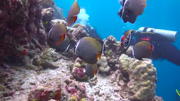 Sekelompok Ikan Kupu Kupu Pakistan Menegangkan Menyelam Terumbu Karang Kepulauan — Stok Video