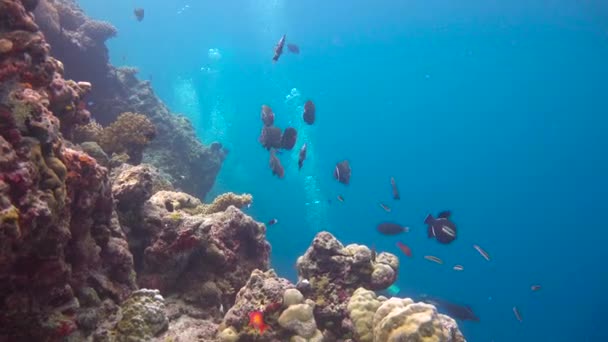 Flokk Pakistanske Sommerfugler Spennende Dykking Maldivene Øygruppen – stockvideo