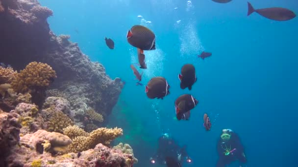 Una Bandada Peces Mariposa Paquistaníes Emocionante Buceo Los Arrecifes Del — Vídeo de stock