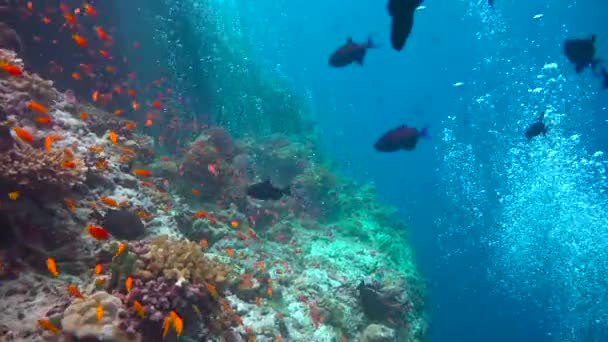 Emocionante Buceo Los Arrecifes Del Archipiélago Las Maldivas — Vídeos de Stock