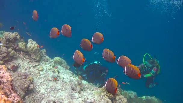 Bando Peixes Borboleta Paquistaneses Mergulho Emocionante Nos Recifes Arquipélago Das — Vídeo de Stock