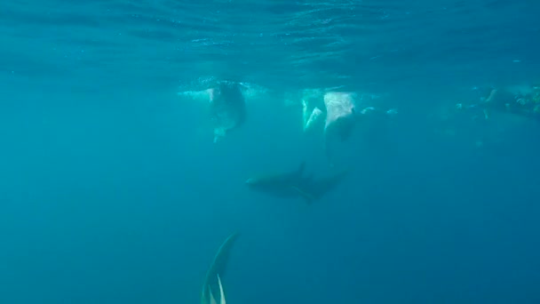 Ekscytujące Nurkowanie Rekina Rafach Malediwów — Wideo stockowe