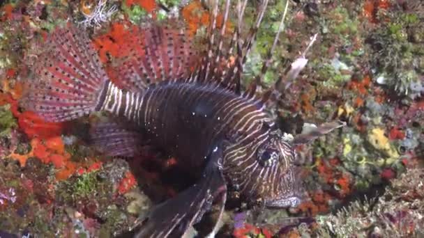 Löwenfische Nachttauchgang Den Riffen Des Malediven Archipels — Stockvideo