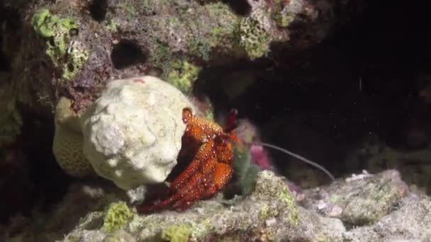 Krab Pustelnik Nocne Nurkowanie Rafach Archipelagu Malediwów — Wideo stockowe