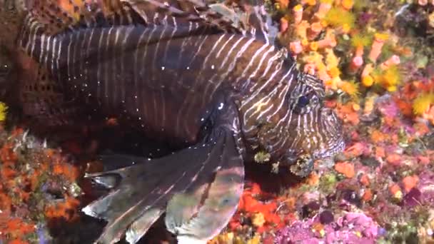 Peixe Leão Mergulho Noturno Nos Recifes Arquipélago Das Maldivas — Vídeo de Stock