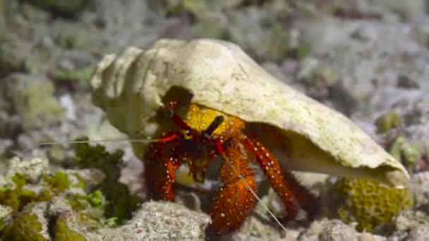 隐士蟹 马尔代夫群岛珊瑚礁上的夜间潜水 — 图库视频影像