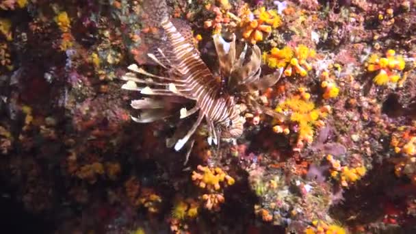 Pez León Buceo Nocturno Los Arrecifes Del Archipiélago Las Maldivas — Vídeo de stock