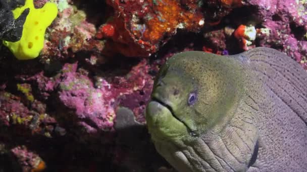 Moray Yılan Balığı Maldivler Takımadalarının Resiflerine Gece Dalışı — Stok video