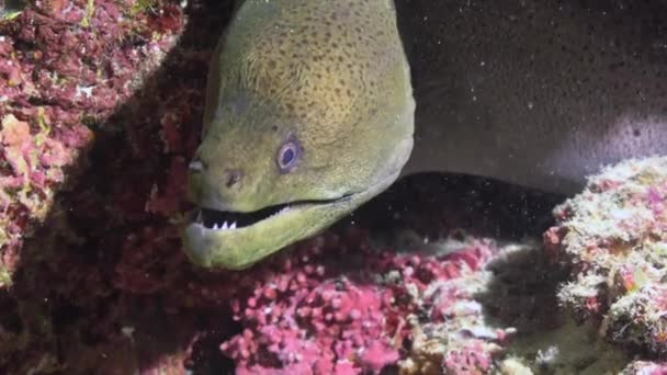 Węgorz Moray Nocne Nurkowanie Rafach Archipelagu Malediwów — Wideo stockowe