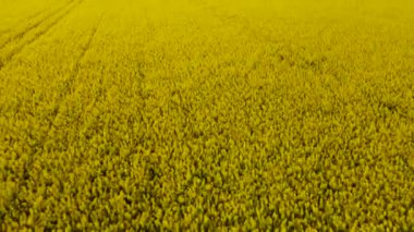 Krasnodar civarında çiçek açan bir kolza tohumu tarlası. Rusya.