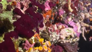 Keşiş yengeci. Maldivler takımadalarının resiflerine gece dalışı.