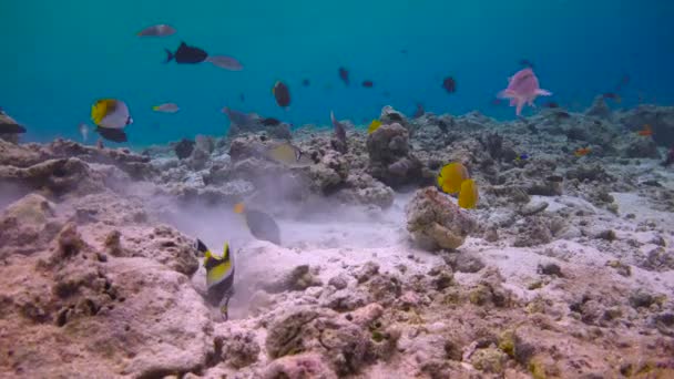 モルディブ諸島のサンゴ礁でのエキサイティングなダイビング — ストック動画