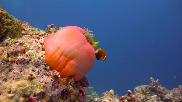 Klovnien Anemonien Symbioosi Jännittävä Sukellus Malediivien Saariston Riutoilla — kuvapankkivideo