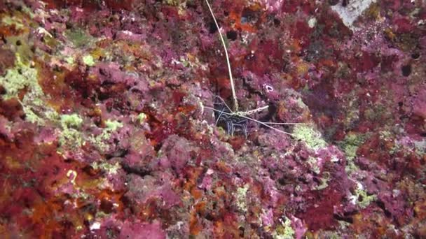 Lobster Scufundări Noapte Recifele Arhipelagului Maldive — Videoclip de stoc