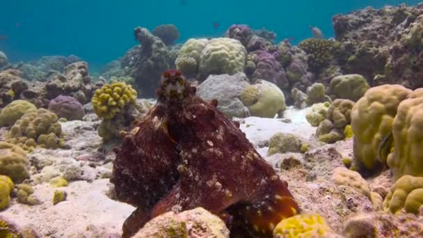 Pulpo Emocionante Buceo Los Arrecifes Del Archipiélago Las Maldivas — Vídeo de stock