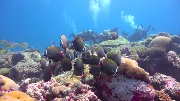 パキスタンの蝶の魚の群れ モルディブ諸島のサンゴ礁でのエキサイティングなダイビング — ストック動画