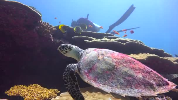 ウミガメだ モルディブ諸島のサンゴ礁でのエキサイティングなダイビング — ストック動画