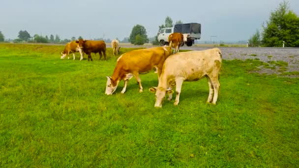 Una Manada Vacas Pastando Largo Carretera Viaje Lago Baikal — Vídeos de Stock