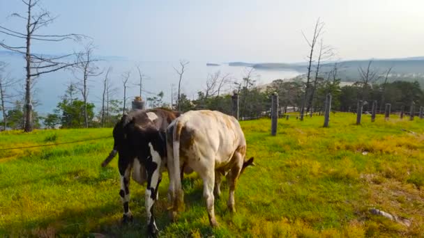 Eine Herde Kühe Morgenspaziergang Kap Burhan Ein Ausflug Zum Baikalsee — Stockvideo
