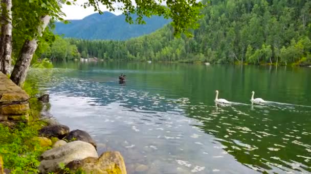 Cygnes Sur Lac Émeraude Voyage Lac Baïkal — Video